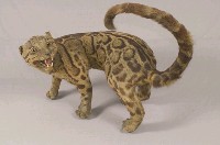 Formosan Clouded Leopard Collection Image, Figure 3, Total 29 Figures
